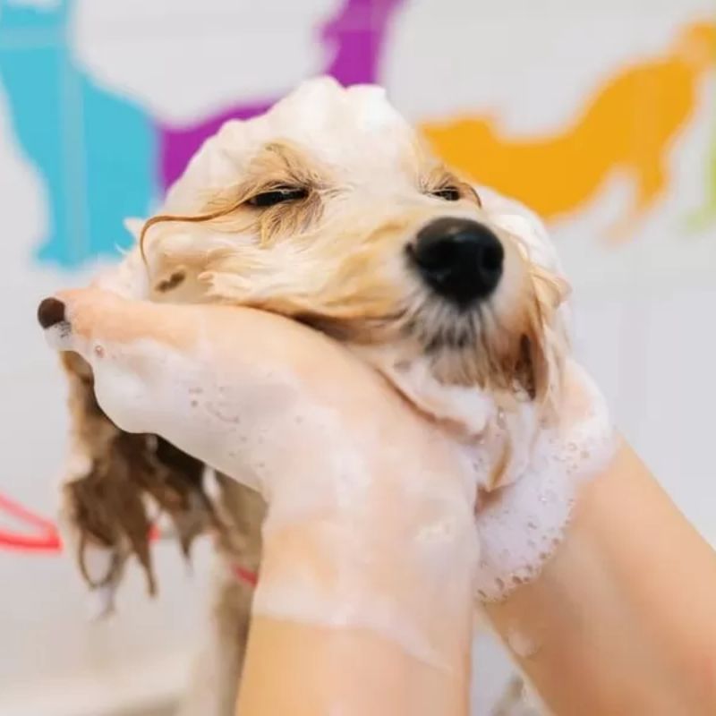 List pet shop Bình Tân 3 Dịch vụ luôn là yếu tố quan trọng khi lựa chọn pet shop.