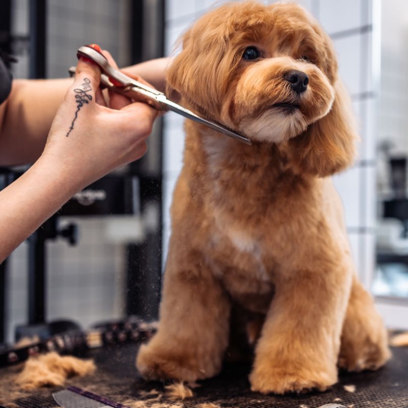 Dịch vụ cắt tỉa lông chuyên nghiệp tại pet shop.