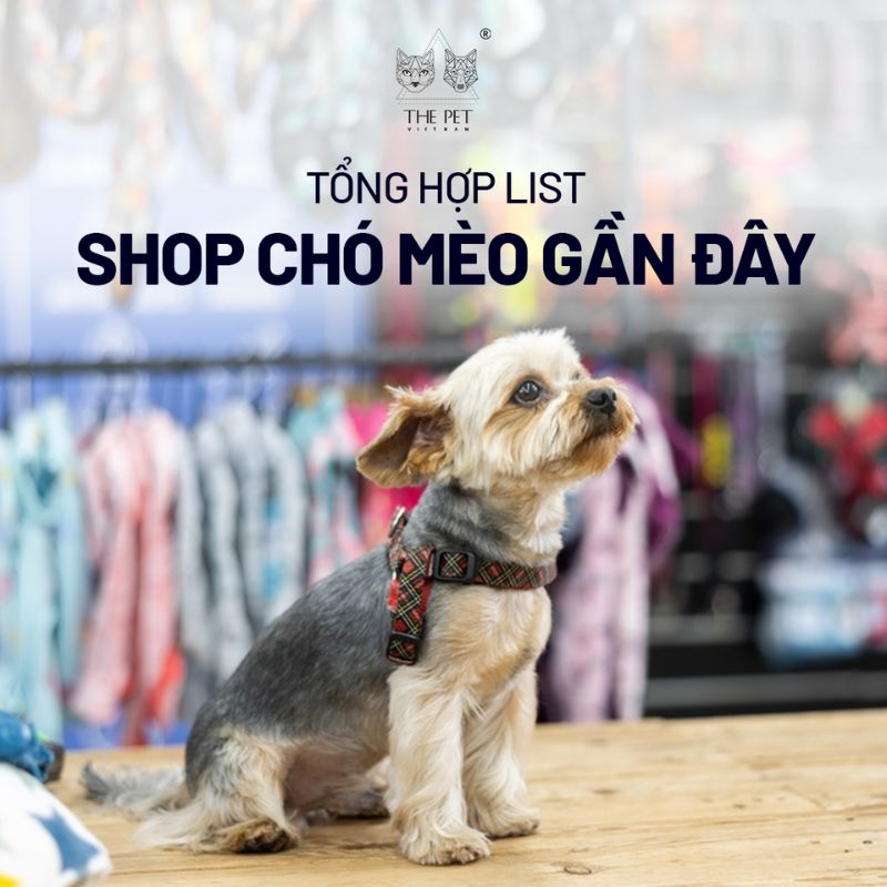 Tổng hợp list shop chó mèo gần đây 1 shop cho meo gan day 1