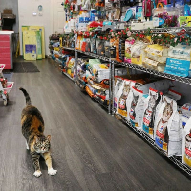 Tổng hợp list shop chó mèo gần đây 3 shop cho meo gan day 3
