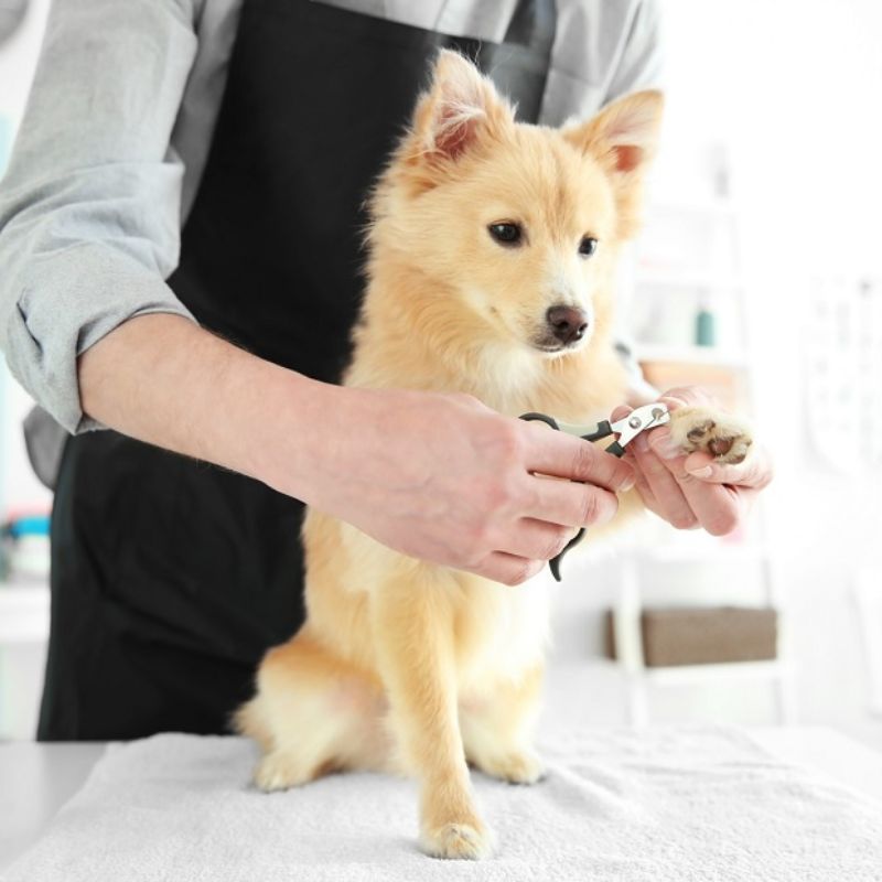 List siêu thị thú cưng gần đây 3 Dịch vụ chăm sóc sức khoẻ tận tình tại siêu thị thú cưng.