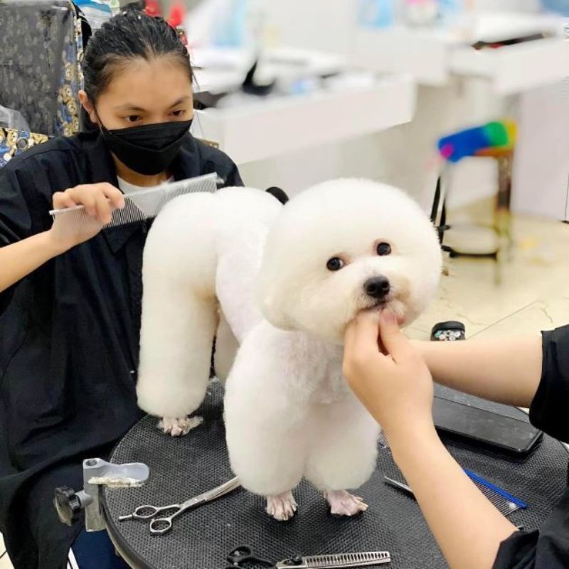Tổng hợp list spa chó mèo gần đây 3 spa cho meo gan day 3
