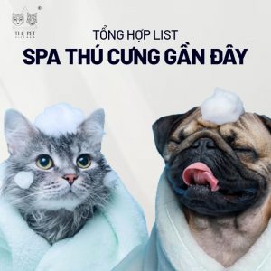 spa thu cung gan day 1 1