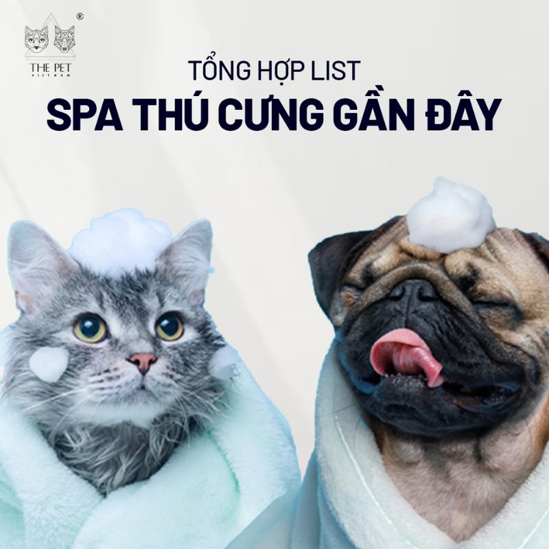 Tổng hợp list spa thú cưng gần đây 1 spa thu cung gan day 1 1