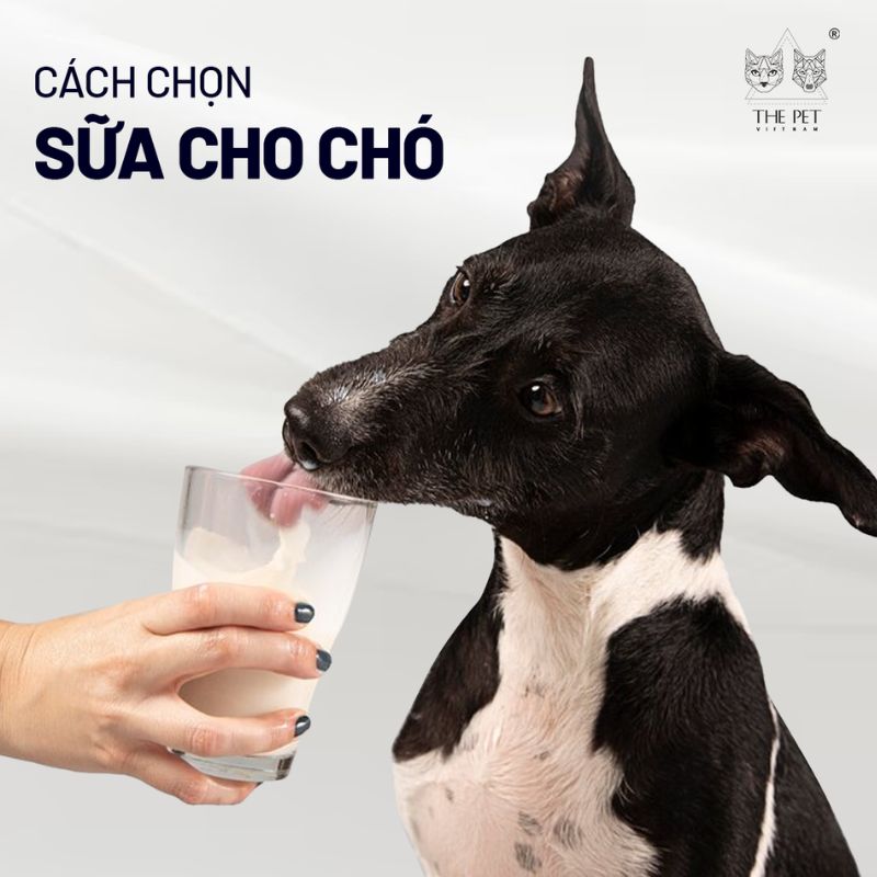 Cách chọn sữa cho chó 1 sua cho cho 1