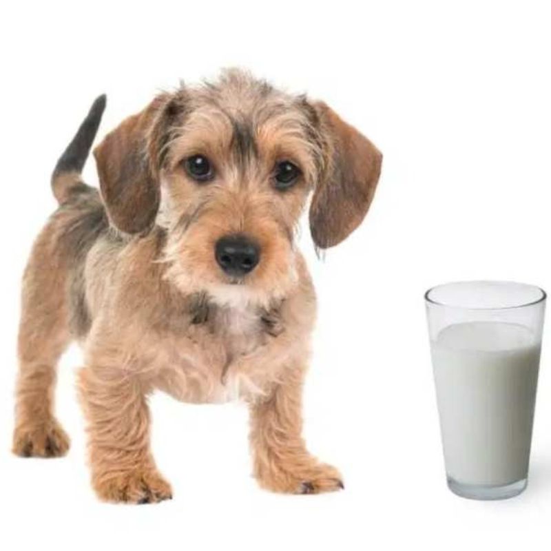 Cách chọn sữa cho chó 3 sua cho cho 3