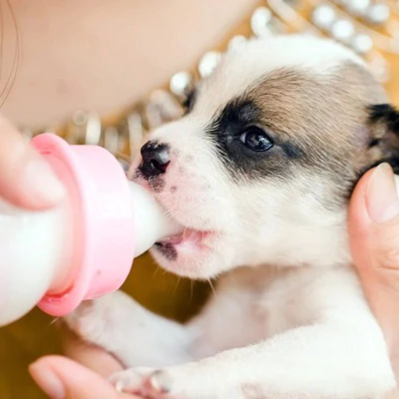 Cách chọn sữa cho chó con 2 sua cho cho con 2
