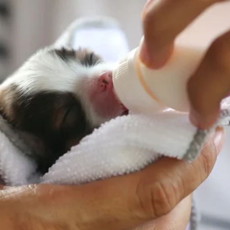 Cách chọn sữa cho chó con 3 sua cho cho con 3