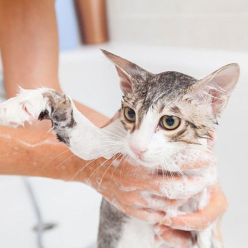 Cách chọn sữa tắm cho mèo 3 sua tam cho meo 3