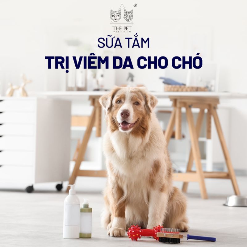Sữa tắm trị viêm da cho chó 1 Tìm kiếm sữa tắm trị viêm da cho chó hiệu quả.