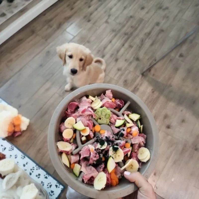 Cho chó ăn các thực phẩm tốt cho máu.