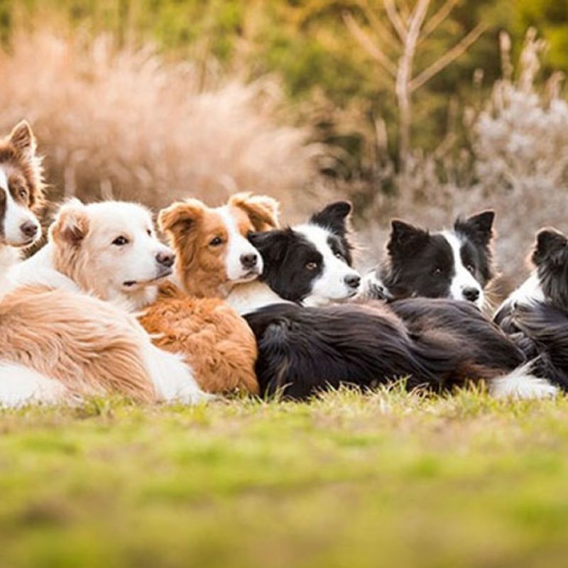 Độ tuổi của cún cưng cũng là yếu tố cần chú trọng.