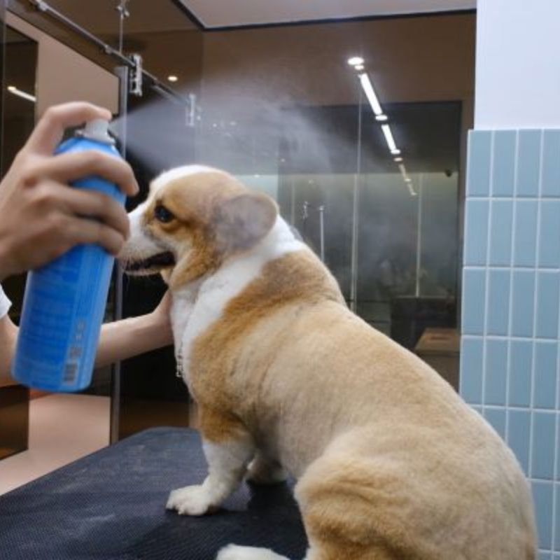 Review các loại xịt khử mùi cho chó 3 Lưu ngay các bước xịt khử mùi cho chó đúng cách.