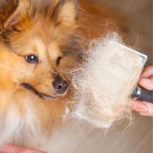 Chó bị rụng lông do bệnh lý.