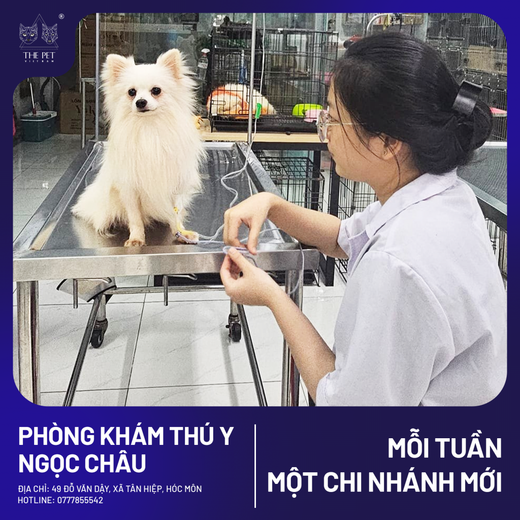 CHUYÊN MỤC MỖI TUẦN MỘT CHI NHÁNH MỚI – PHÒNG KHÁM THÚ Y NGỌC CHÂU – HÓC MÔN 4 10