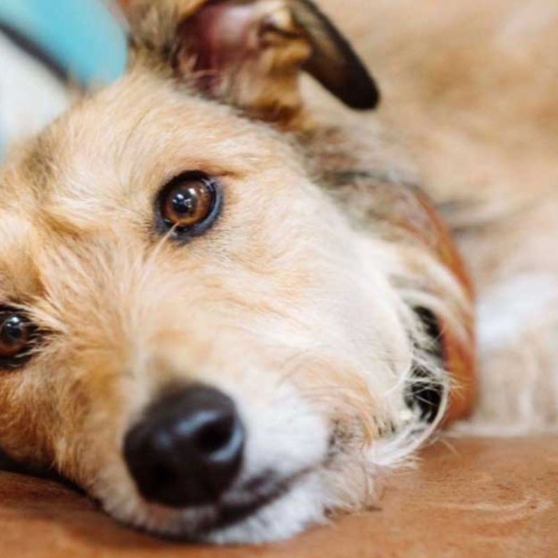 Chó bị bệnh có sự thay đổi về thể trạng.