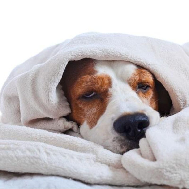 Chó bị bệnh và cách phòng tránh 2 Chó bị bệnh truyền nhiễm khá nguy hiểm, dễ lây lan.