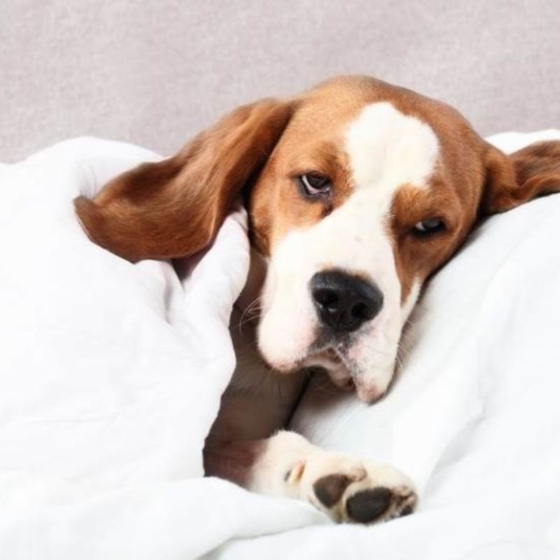 Chó bị bệnh ảnh hưởng lớn tới sức khỏe.