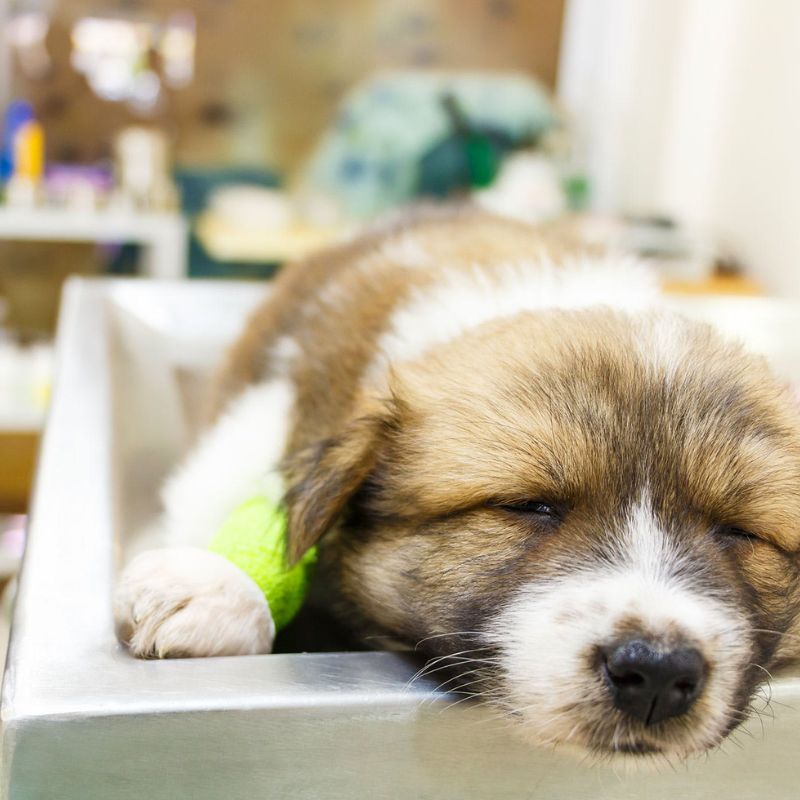 Các biện pháp xử lý khi chó bị bệnh.