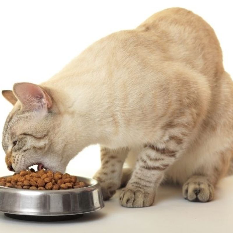 Đồ ăn cho mèo dạng hạt khô.