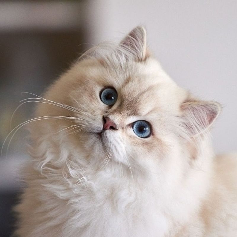 Các giống mèo Tây phổ biến.