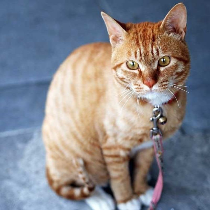 Giống mèo ta vô cùng gần gũi và thân thiện.