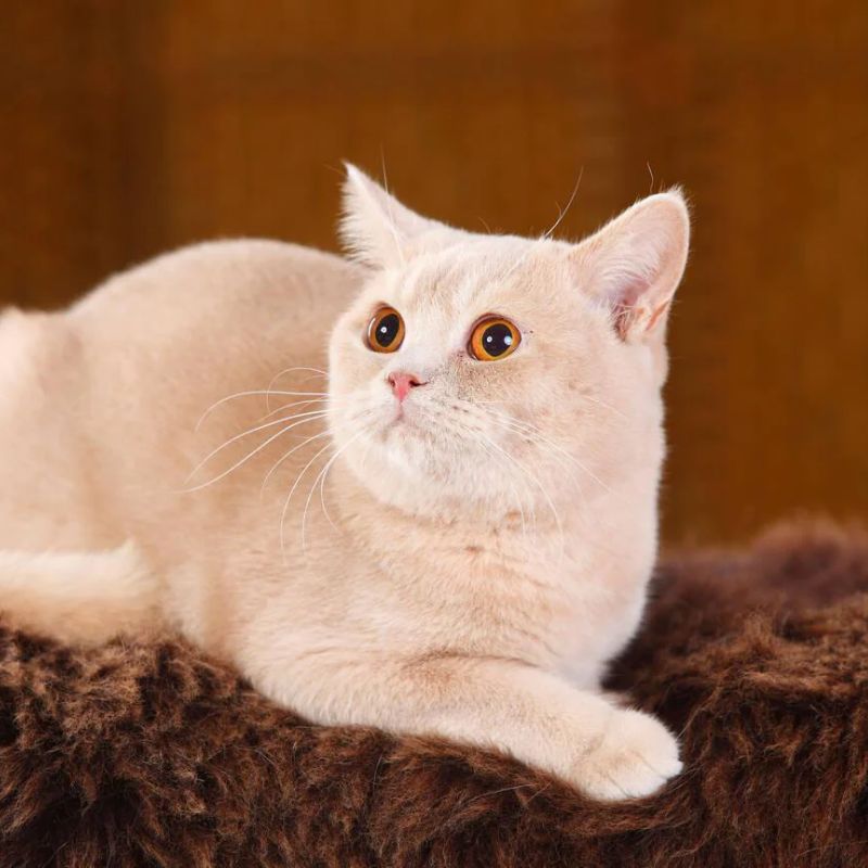 Mèo có bản tính dễ gần, đáng yêu.