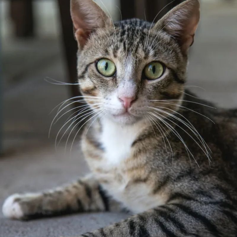 Mèo ta có vẻ đẹp gần gũi, bình dị.