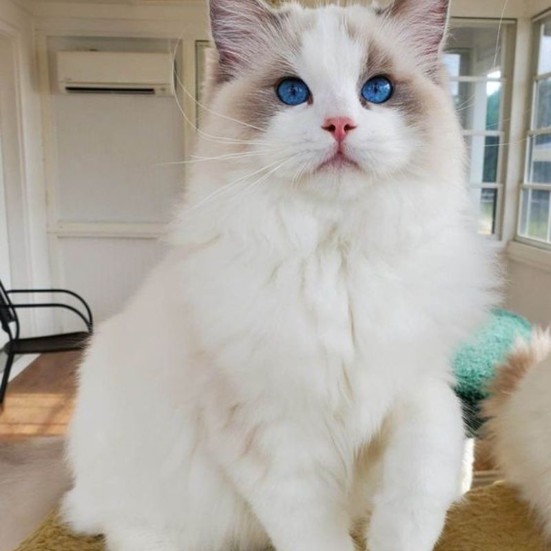 Chú mèo giống như thiên thần.