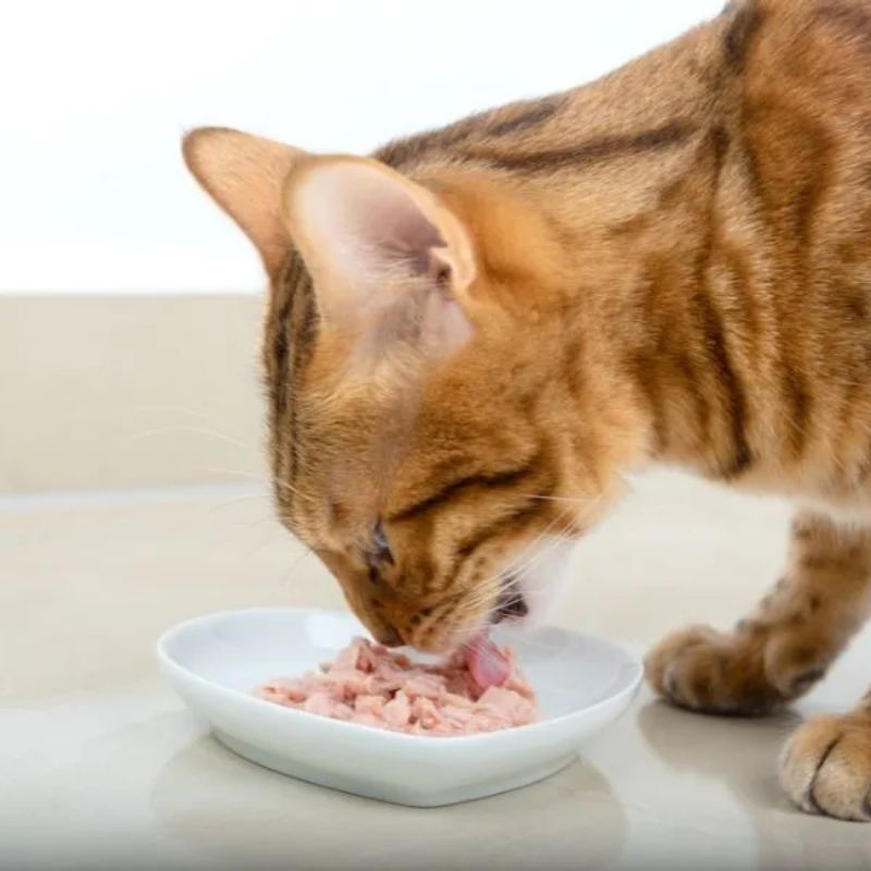 Mèo ăn gì và các loại thức ăn dành cho mèo.