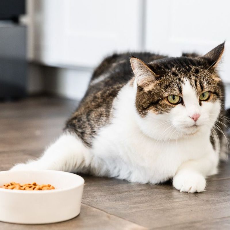 Các loại thức ăn đặc biệt theo độ tuổi và sức khỏe mèo.