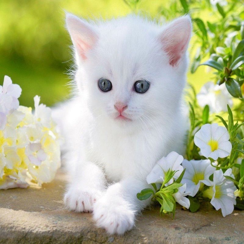 Chế độ dinh dưỡng phù hợp cho mèo.