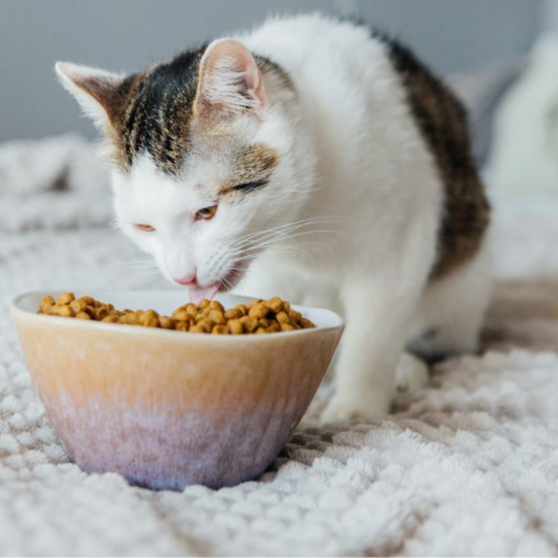 Không nên cho mèo ăn thực phẩm không tốt cho sức khỏe.