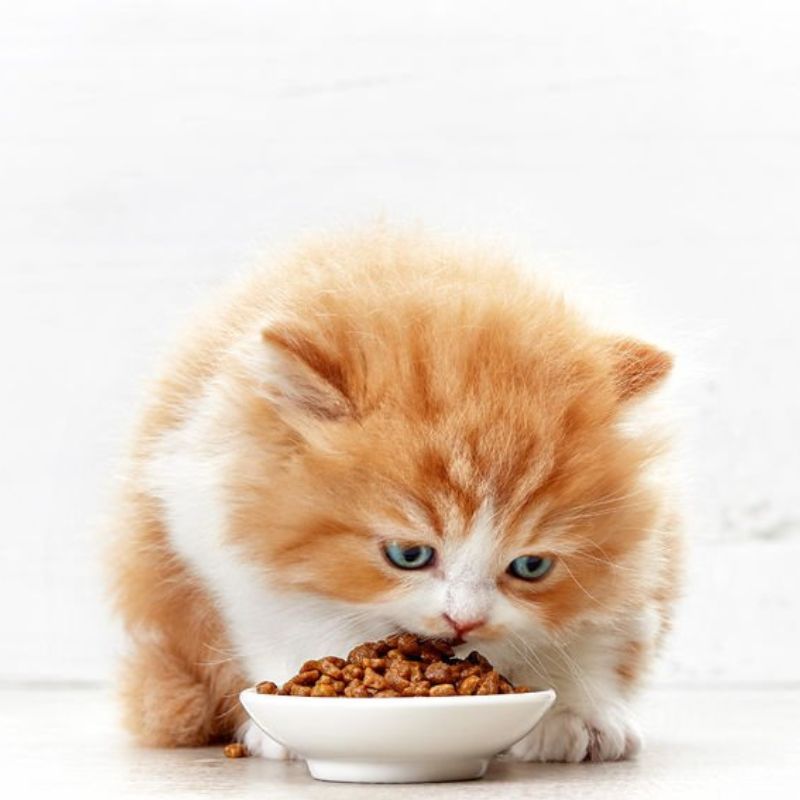 Bảng tổng hợp thức ăn có lợi và không tốt cho mèo.