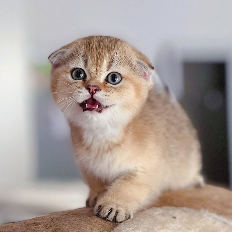 Tham khảo các loại thức ăn nên dùng cho mèo bị sỏi thận.