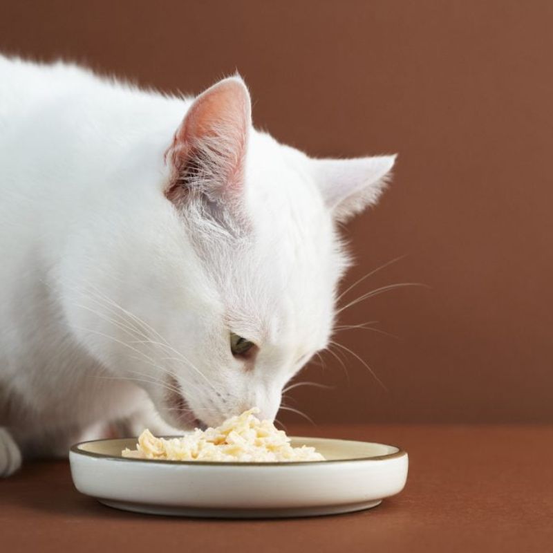 Thức ăn cần tránh không cho mèo bị sỏi ăn.