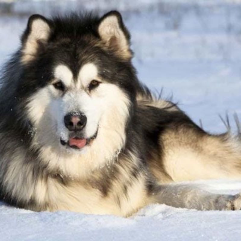 Một số loại dây xích trị ve chó hiệu quả.