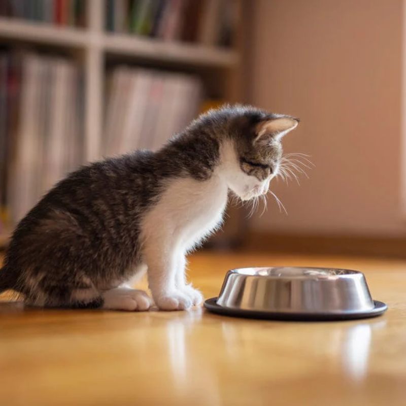 Cập nhật xu hướng thị trường thức ăn chó mèo.