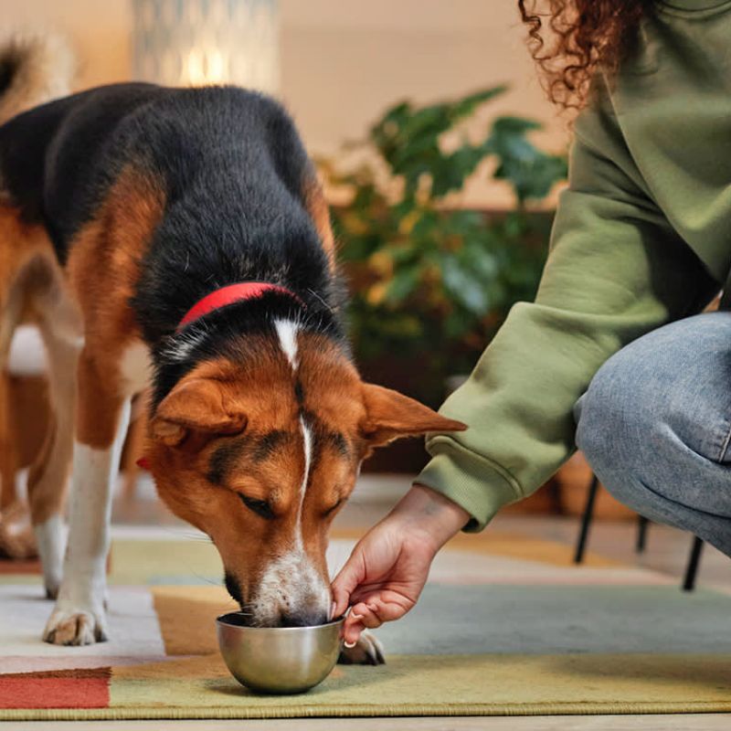 Các doanh nghiệp phân phối thức ăn qua đại lý.