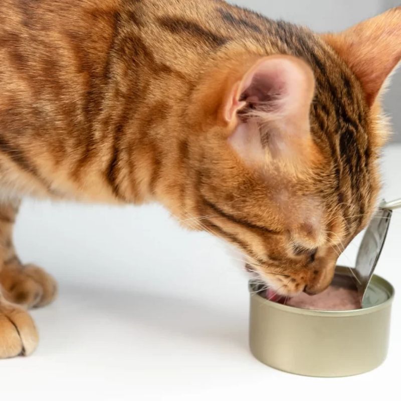 Hãng pate tươi nổi tiếng trên thị trường.