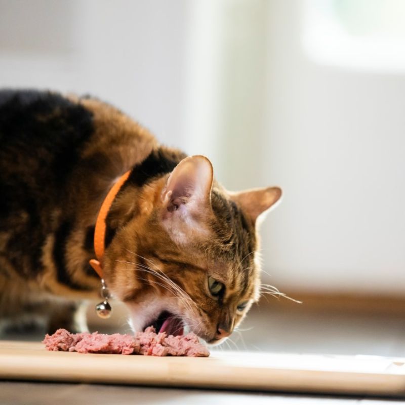 Cập nhật các hãng pate tươi nổi tiếng.