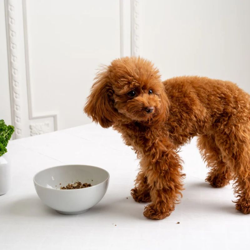 Thương hiệu pate tươi cho chó mèo bán chạy nhất hiện nay 4 Tìm hiểu về quy trình sản xuất pate.