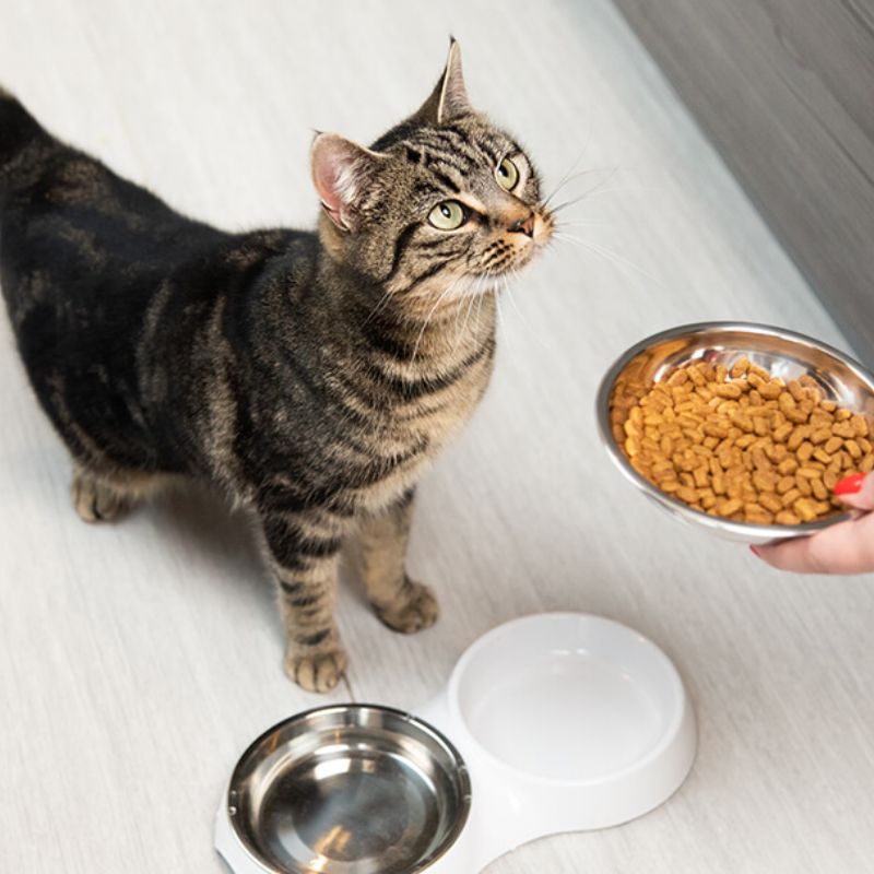 Top thương hiệu pate tươi uy tín dành cho chó mèo tại Việt Nam 4 Các yếu tố về thành phần, mùi vị.