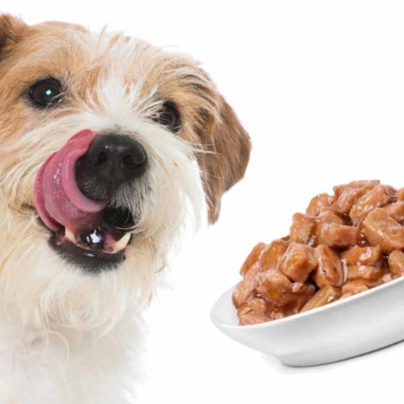 Top pate tươi cao cấp cho chó – Dinh dưỡng từ nguyên liệu tươi thật 3 Lợi ích của pate tươi cao cấp.