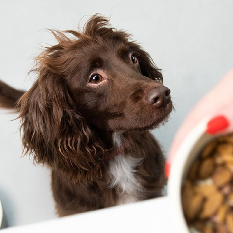 Top pate tươi cao cấp cho chó – Dinh dưỡng từ nguyên liệu tươi thật 4 Pate cao cấp mang đến nhiều công dụng.