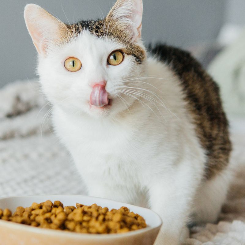 Top pate tươi cho mèo bán chạy và được chuyên gia khuyên dùng 2 Lợi ích khi cho mèo ăn pate tươi.