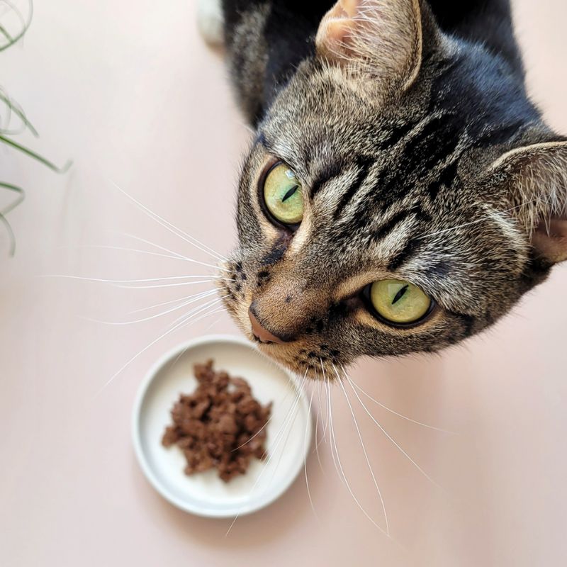 Top pate tươi cho mèo bán chạy và được chuyên gia khuyên dùng 3 Tìm hiểu nguyên liệu và thành phần của pate tươi.