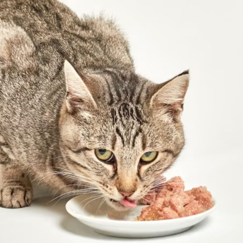 Một số thương hiệu nổi bật.