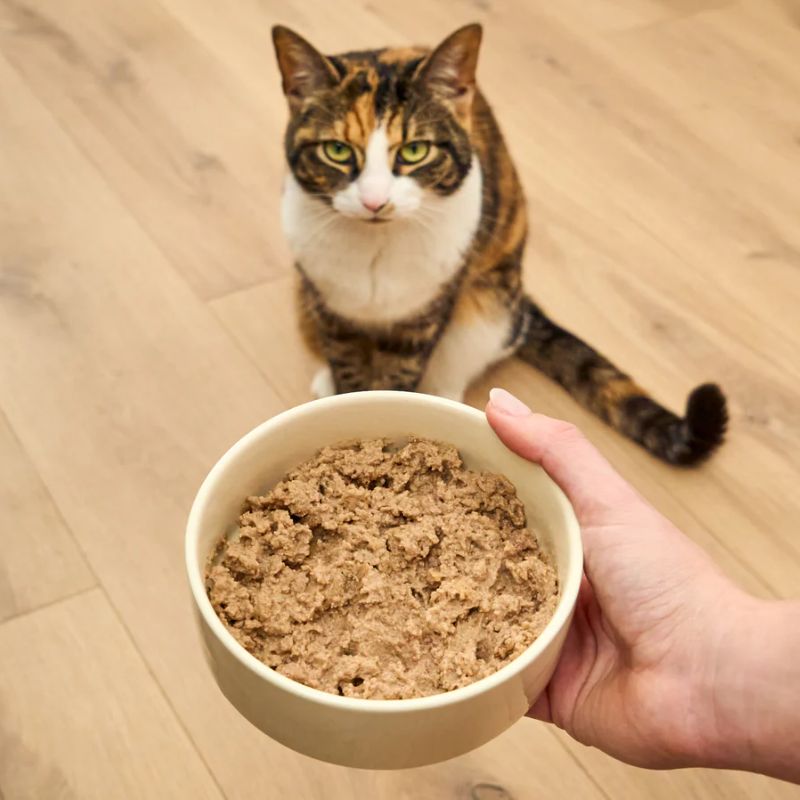 Tham khảo thị trường và top thương hiệu pate tươi cho chó mèo.