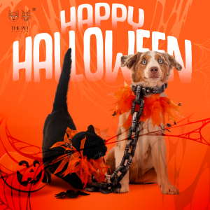 Happy Halloween from The Pet Vietnam 4 THE PET 1